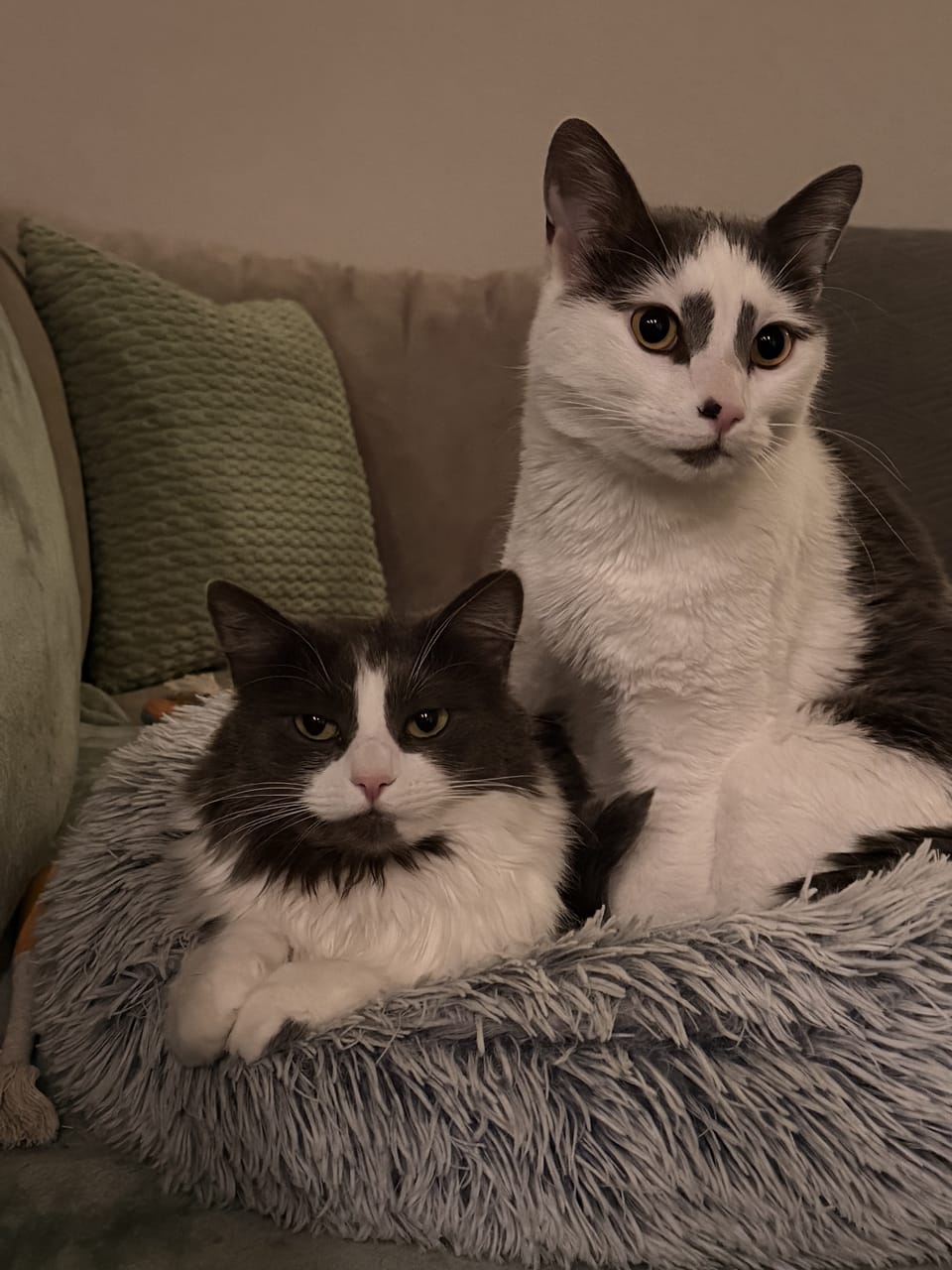 Fred and Jackie, the two cats behind My Cat Picks, posing together