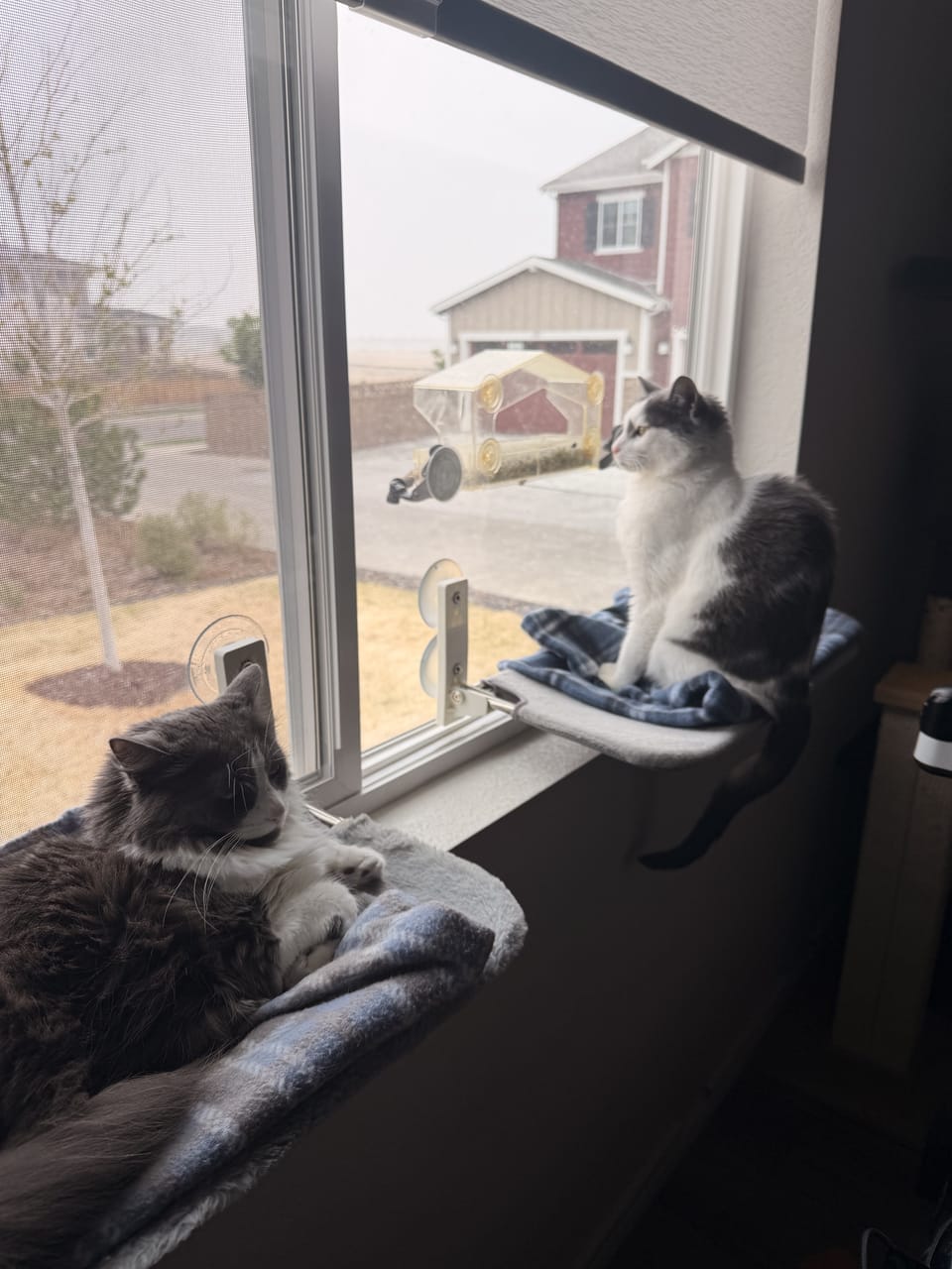Window Cat Bed (Blind-Compatible)