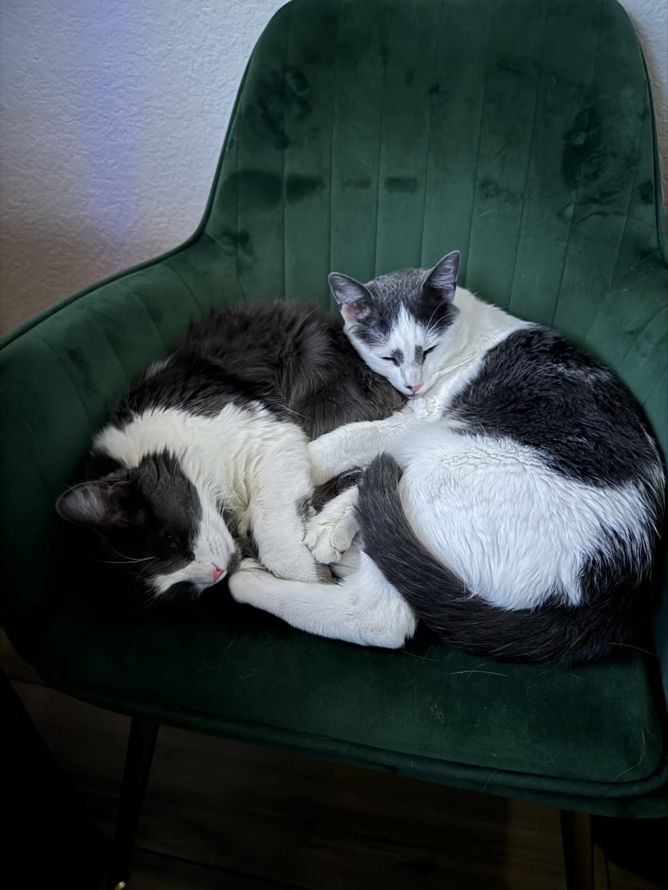 Fred and Jackie cuddled up together on a green chair as adults