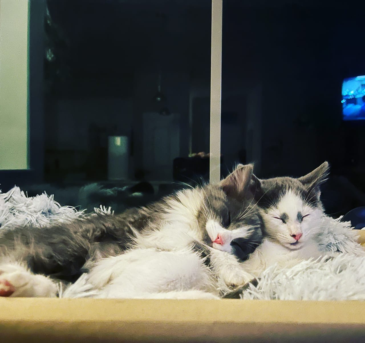 Fred and Jackie as kittens, cuddled up together