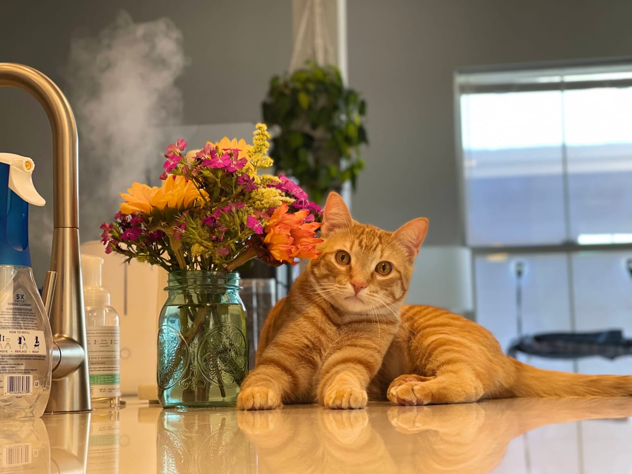 Steve, an orange cat, playing with a toy on the couch